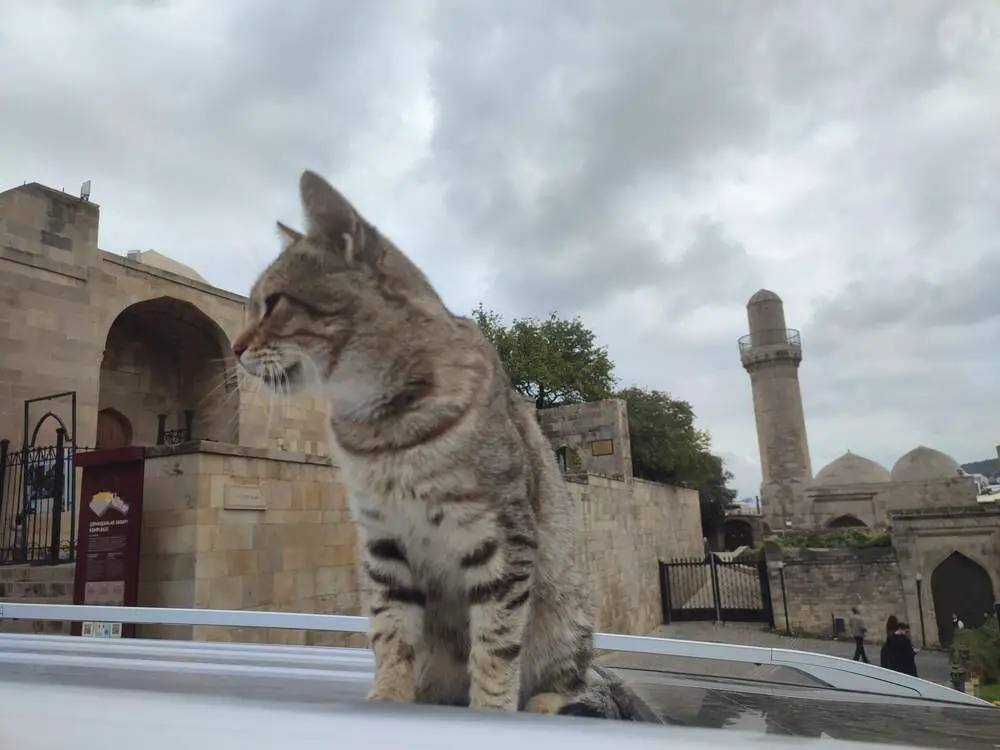 A cat in Icheri Sheher, Baku