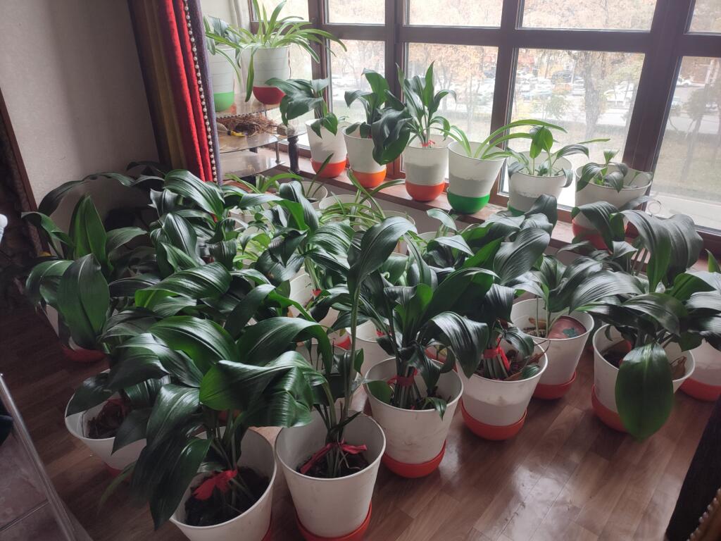 plants inside Panki's home 1