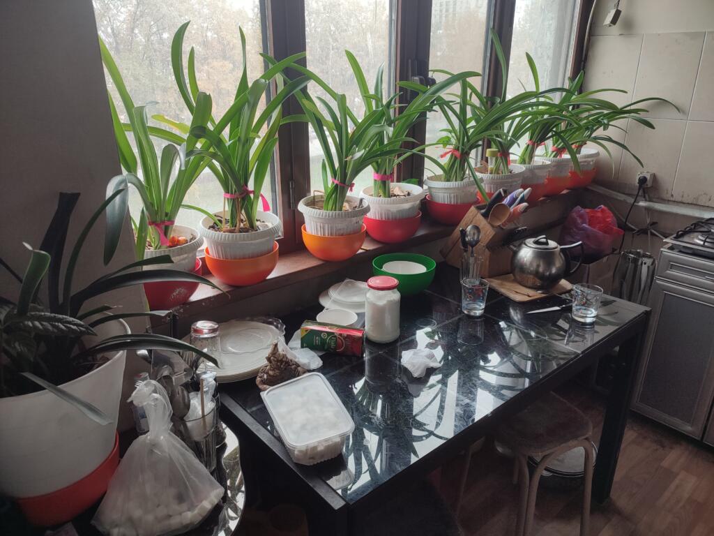plants inside Panki's home 2