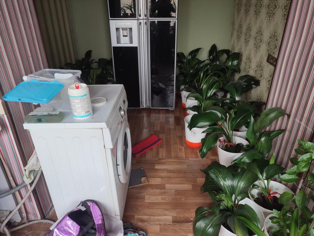 plants inside Panki's home 3