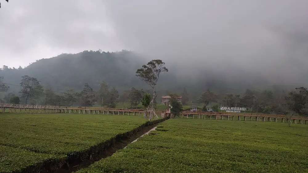 Tambi Tea Plantation