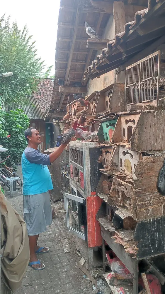 Man training pigeons in a kampung in Yogyakarta