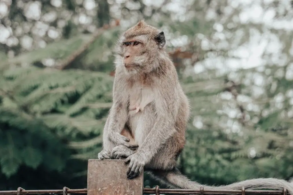 A monkey around Candi Kethek, the Monkey Temple