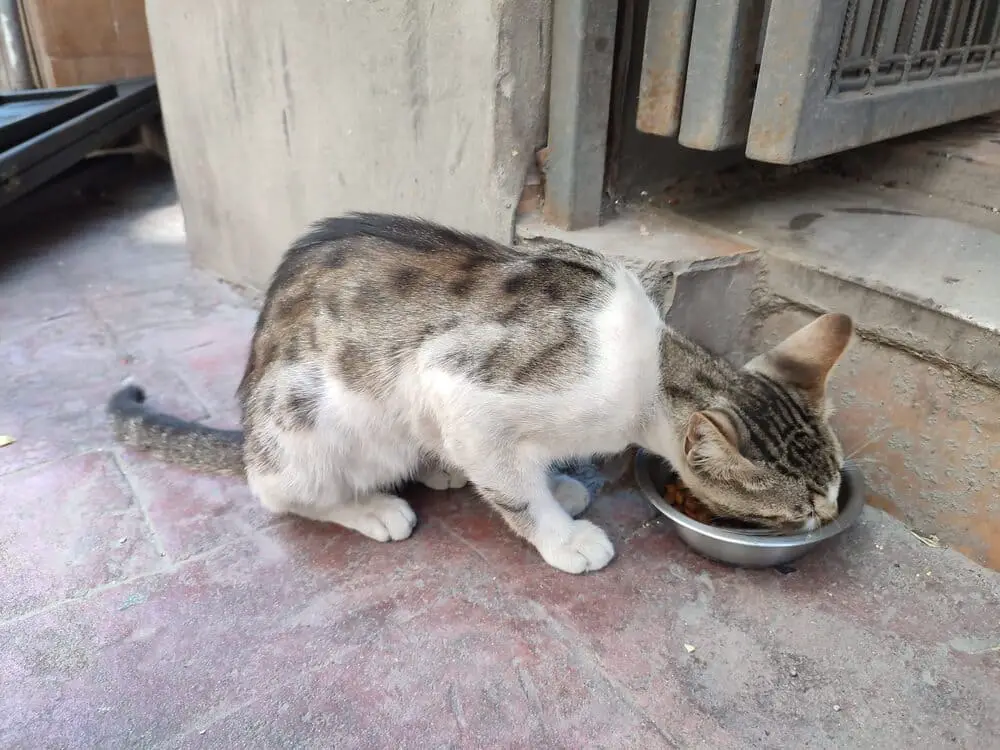 A cat in Istanbul eating from a bowl