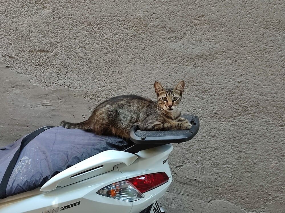 Cat on a motorcycle