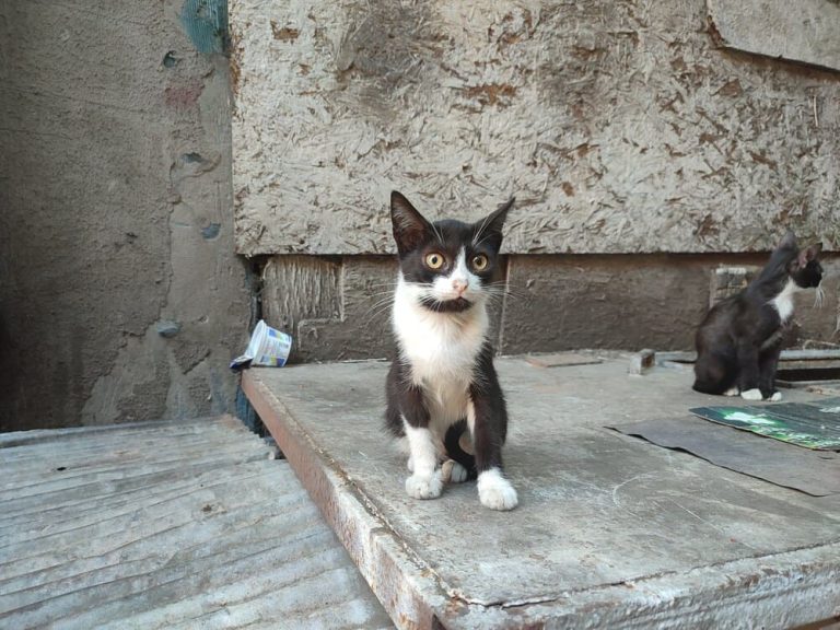 Cats in Istanbul 6 Reasons Why There Are So Many (+ Fun Facts)