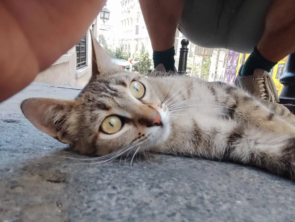 A cat lying looking for the camera as in a selfie