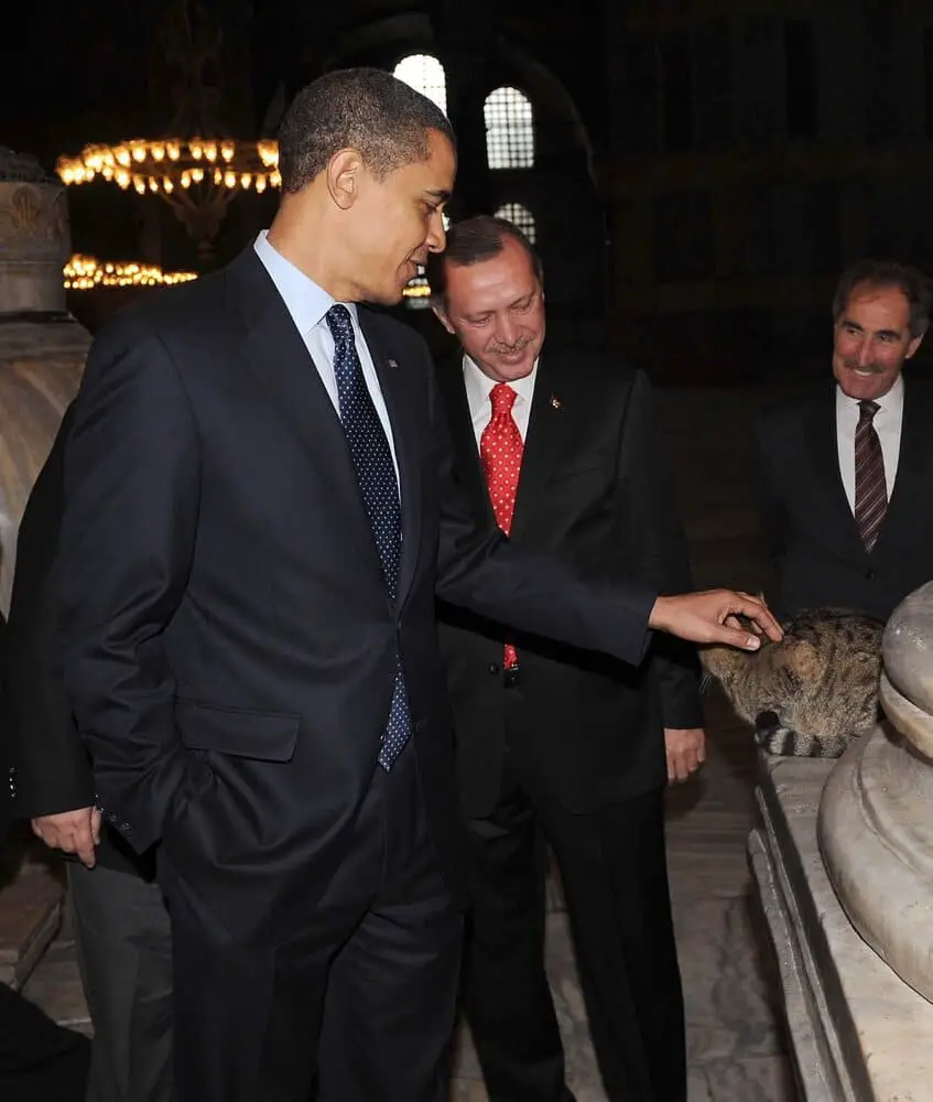 Obama petting the cat Gli and Erdogan next to him