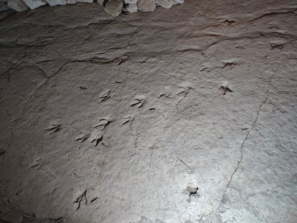 Dinosaur footsteps in the cave in Sataplia Nature Reserve