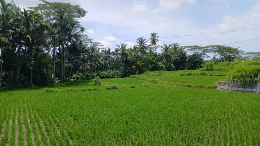 Lush vegetation in Bali during the rainy season