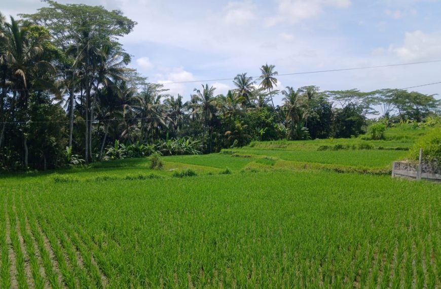 Lush rice paddies in Bali in January (the peak of the rainy season)