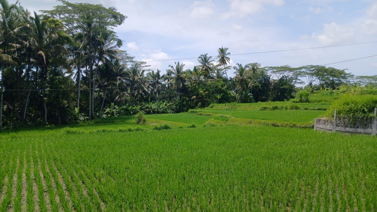 Rainy Season in Bali: How Wet Does it Get?