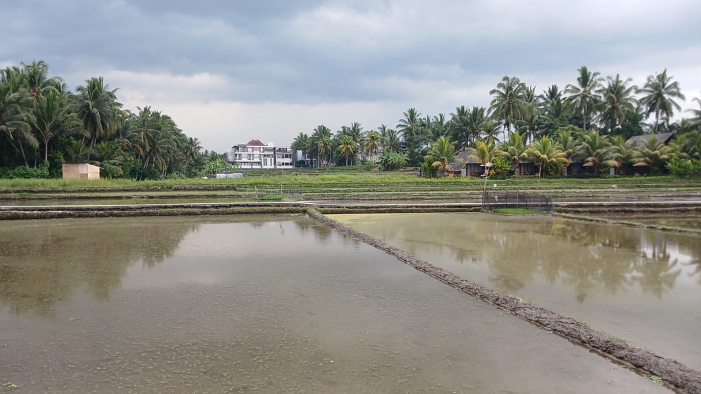A rice paddy in Bali