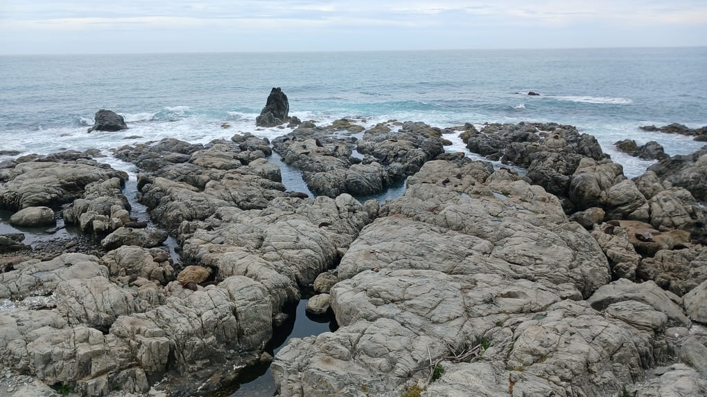 Seals on rocks near Kaikoura