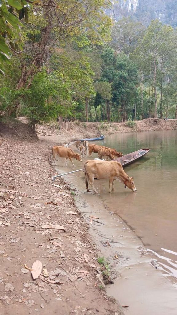 A bunch of cows drinking water from the Nam Hin Boun river