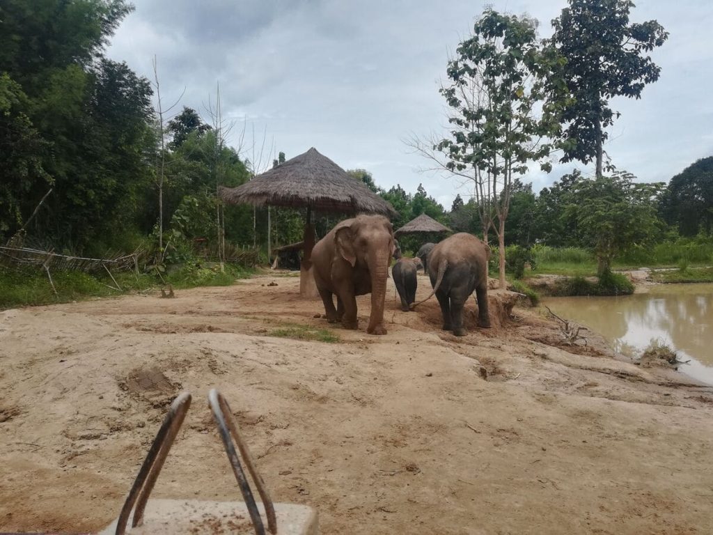 Elephants in a sanctuary in Chiang Mai