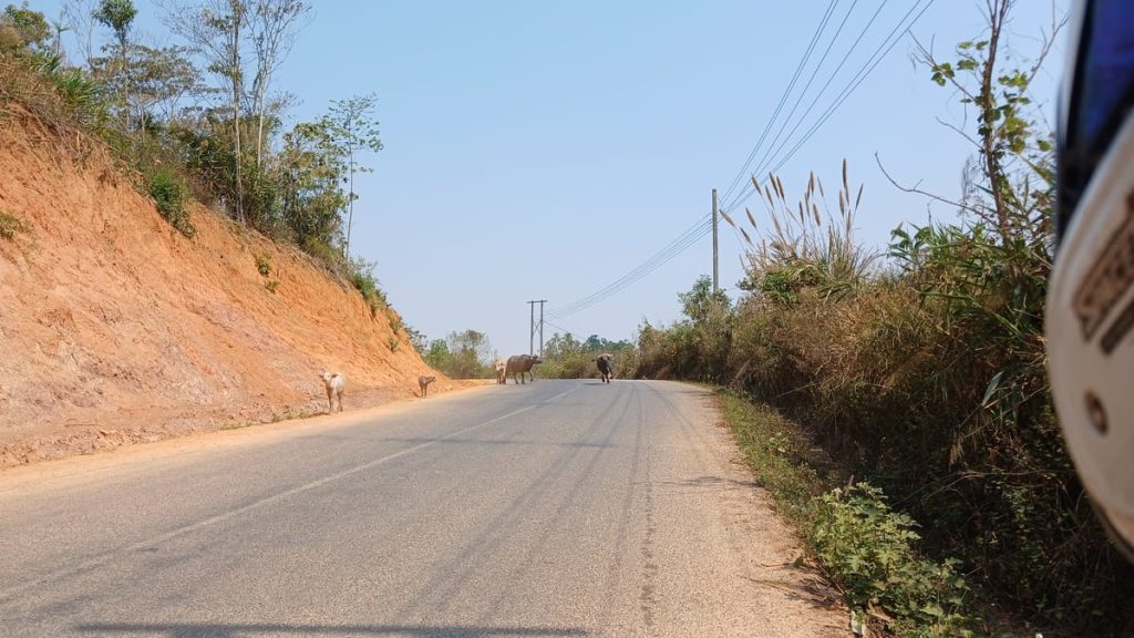 A road with some cows on the Thakhek Loop