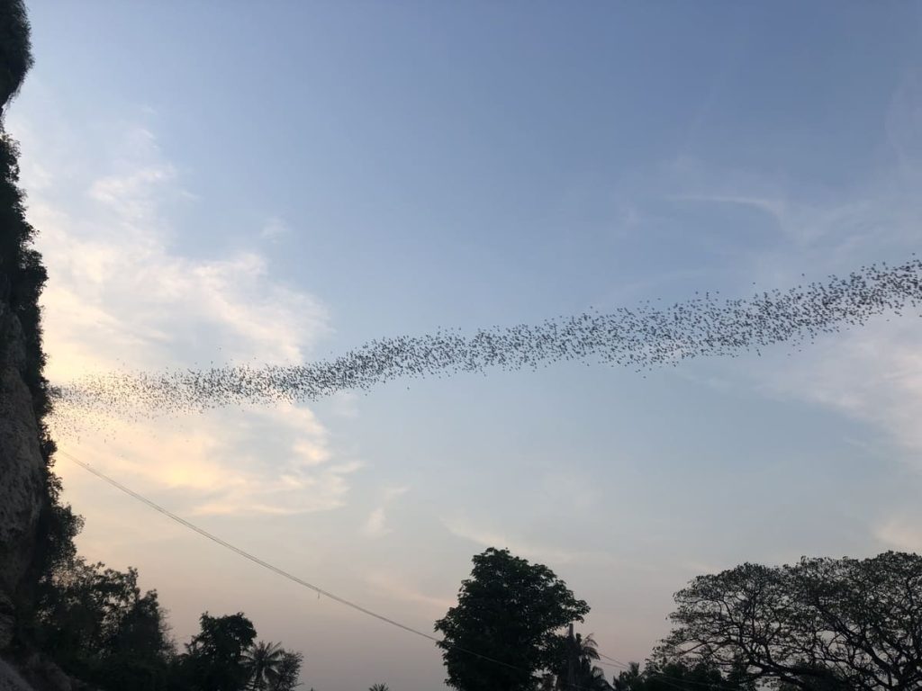 thousands of bats leaving the cave in an orderly row