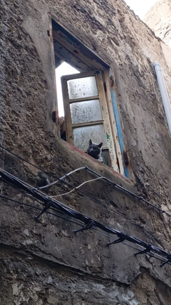 A cat on a window sill in Essaouira