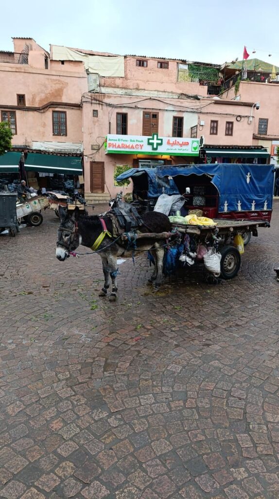 A donkey cart in Marrakech